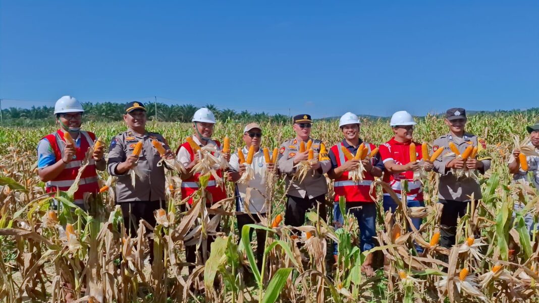 Gugus Tugas Ketahanan Pangan Polri sukses melaksanakan panen jagung di 6 Polres, yaitu Polres Tanjab Timur, Polres Tebo, Polres Muaro Jambi, Polres Batanghari, Polres Bungo, dan Polresta Jambi