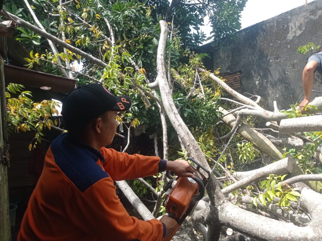 pohon kedondong tumbang dan menimpa rumah warga di Jalan Samping Hotel Abidin, RT 11 RW 3, Kelurahan Alang Laweh